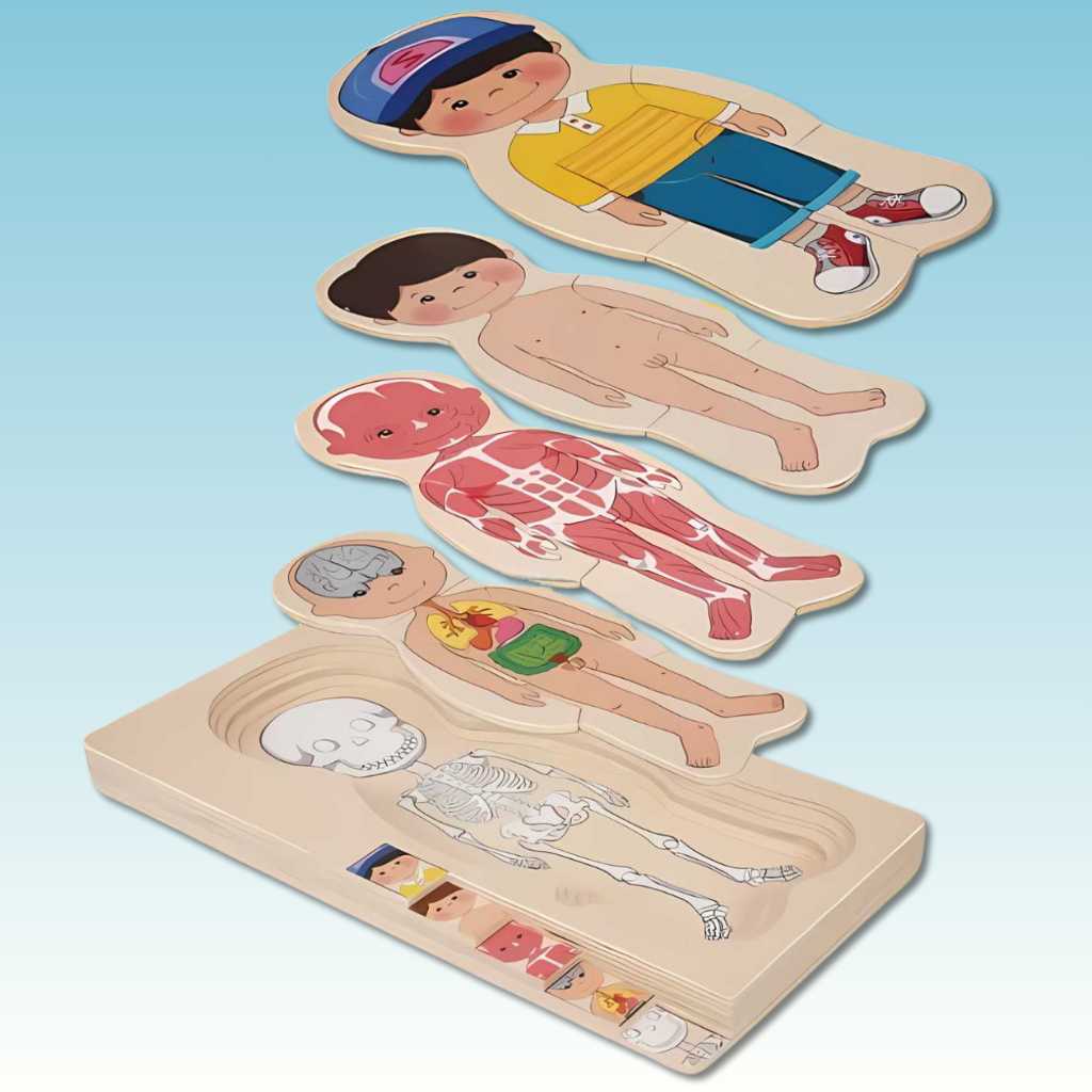 Wooden Human Body Puzzle Educational Toy – DOD Kart